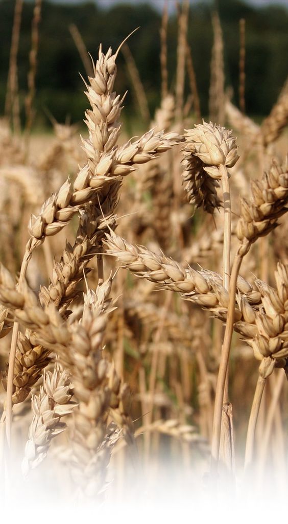 142c4b22fb01245e7fdd707a1c62fa22 Vitamins and Minerals in Barley Germ
