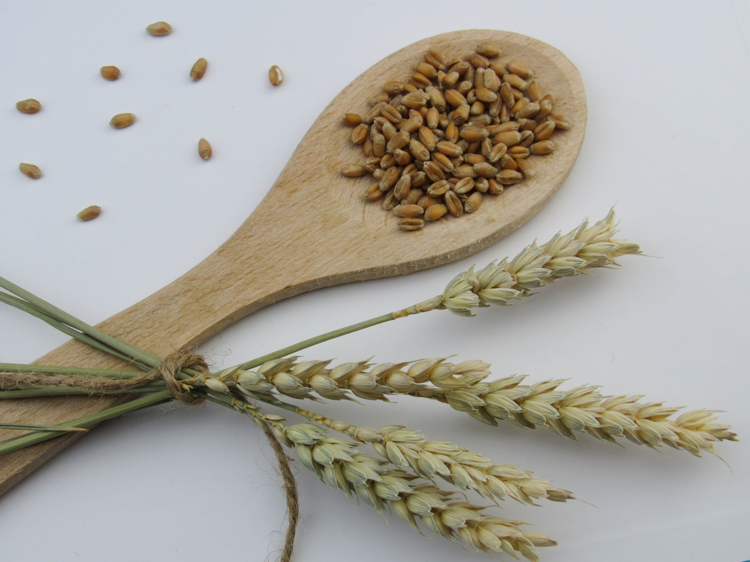 Barley Germ – A Golden Food for Health Barley Germ – A Golden Food for Health